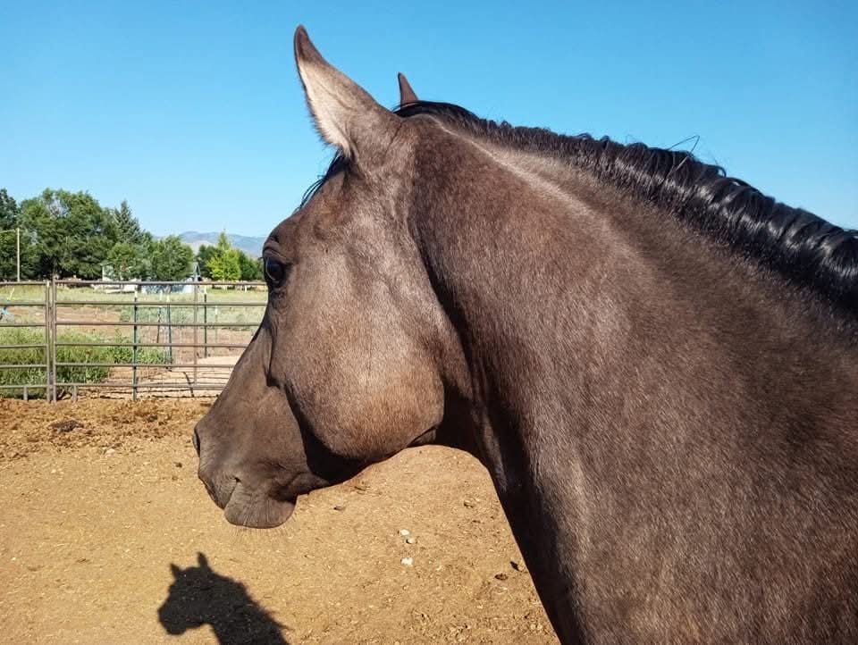 AQHA Homozygous Grulla At Stud Special!