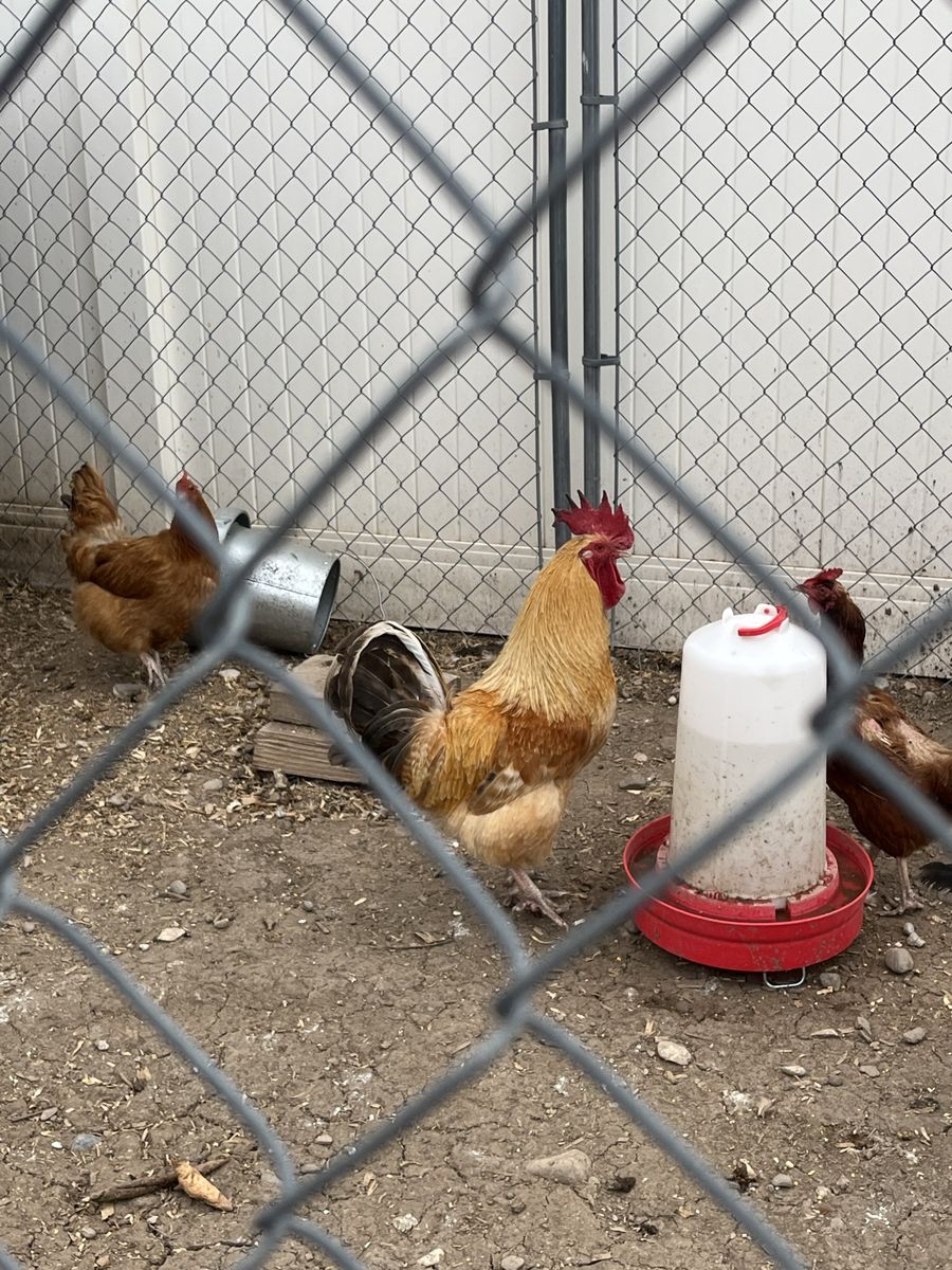 Roosters 