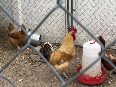 Roosters