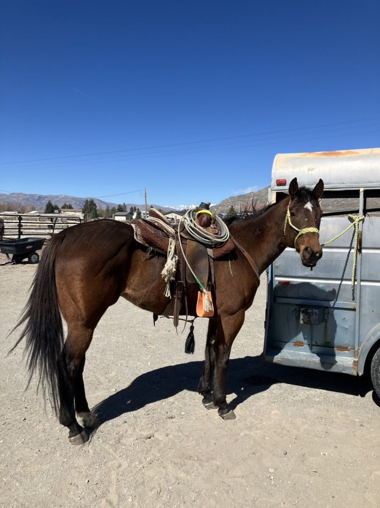Five-Year-Old Grade Gelding