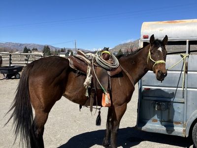 Five-Year-Old Grade Gelding