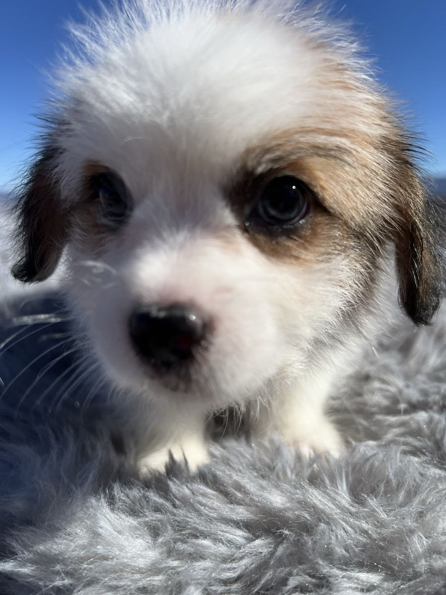 Shih Tzu / Corgi Puppies