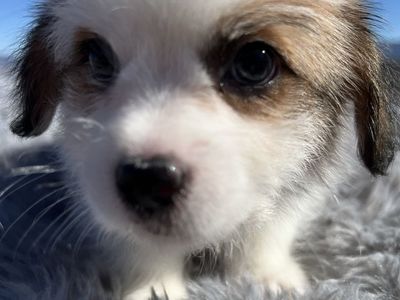 Shih Tzu / Corgi Puppies