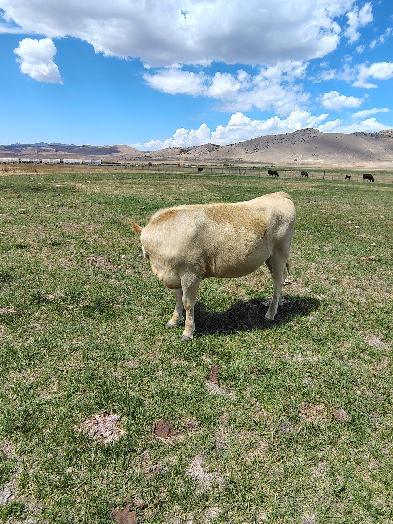 Charlais year old hefer
