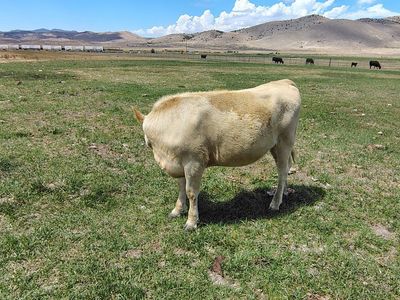 Charlais year old hefer