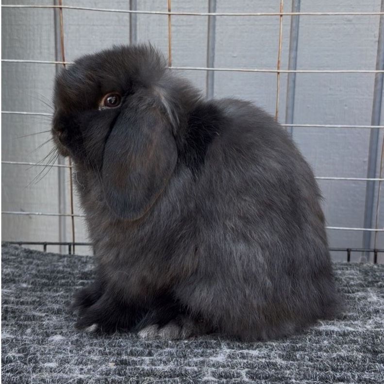 Show Holland Lop Buck