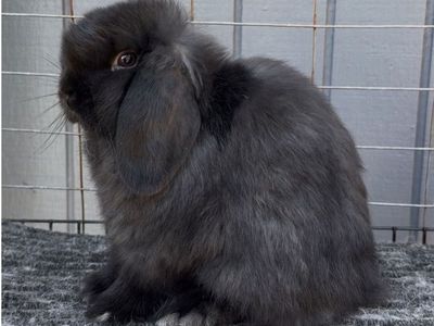 Show Holland Lop Buck