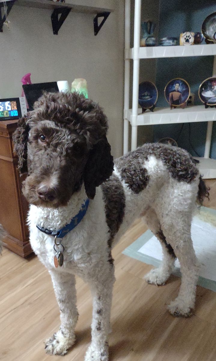 Male party poodle
