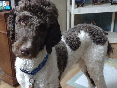 Male party poodle