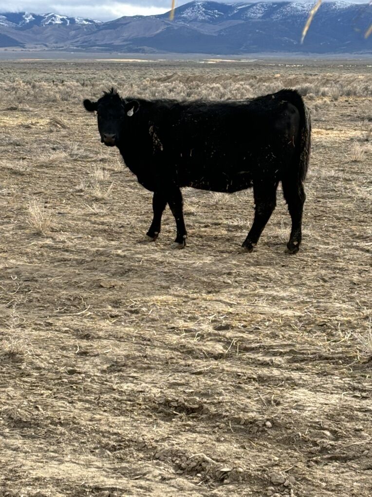 3 Yo Registered Angus Bred Cows