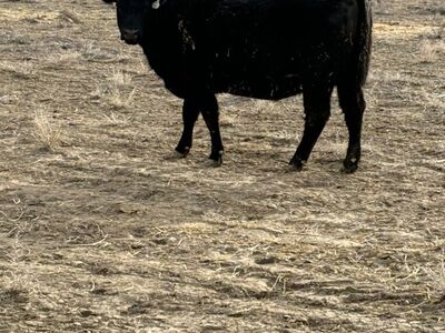 3 Yo Registered Angus Bred Cows