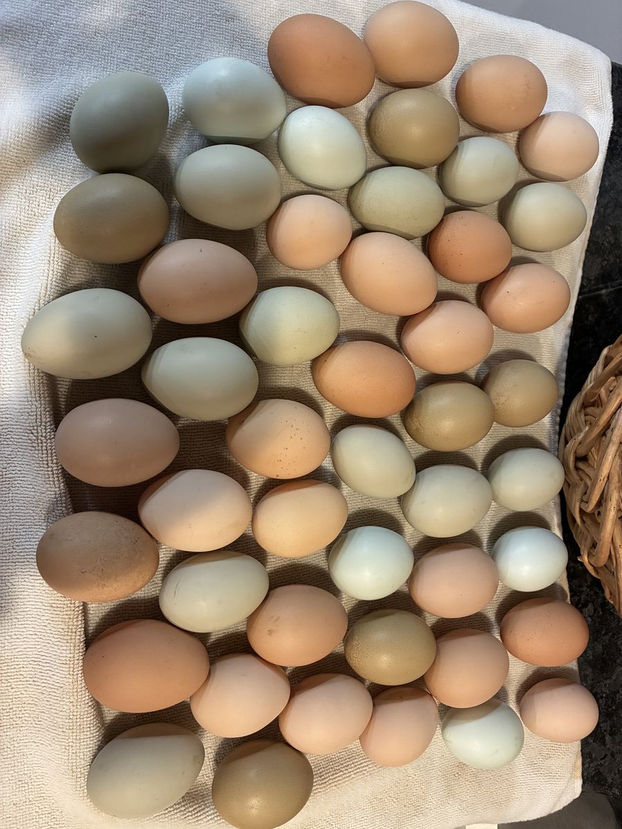 Farm Fresh Eggs