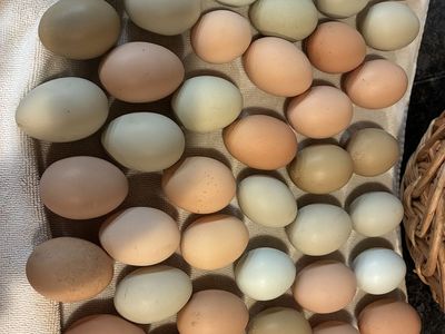 Farm Fresh Eggs