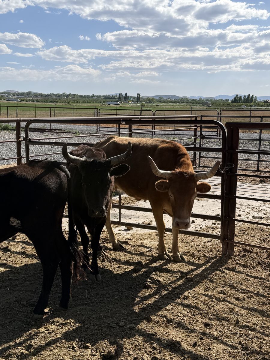 Corrientes cows/steers