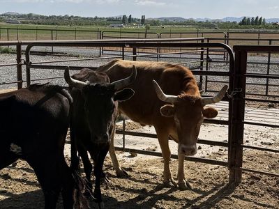 Corrientes cows/steers