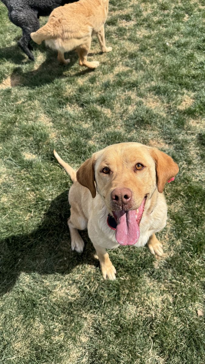 AKC Golden Lab