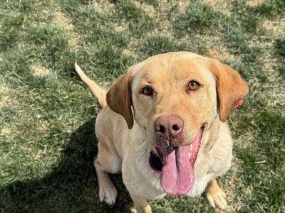AKC Golden Lab