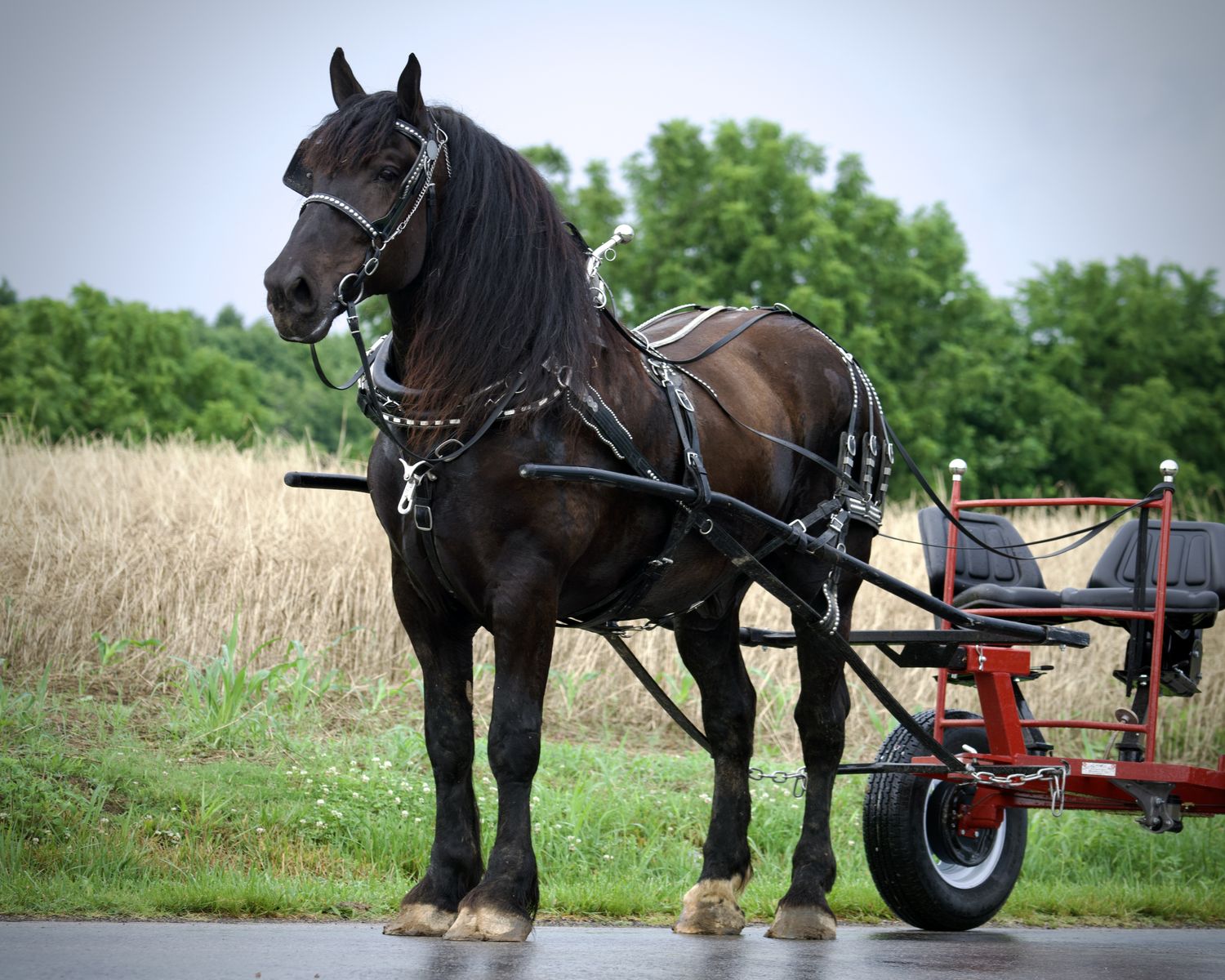 Denver- Black Percheron Draft Horse Gelding for Sale