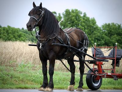 Denver- Black Percheron Draft Horse Gelding for Sale