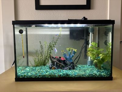Rehoming our fish, Complete Glass Aquarium Setup with Filter, Heater, Decor, and Water Treatments