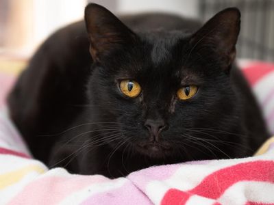 Hello my name is Onyx