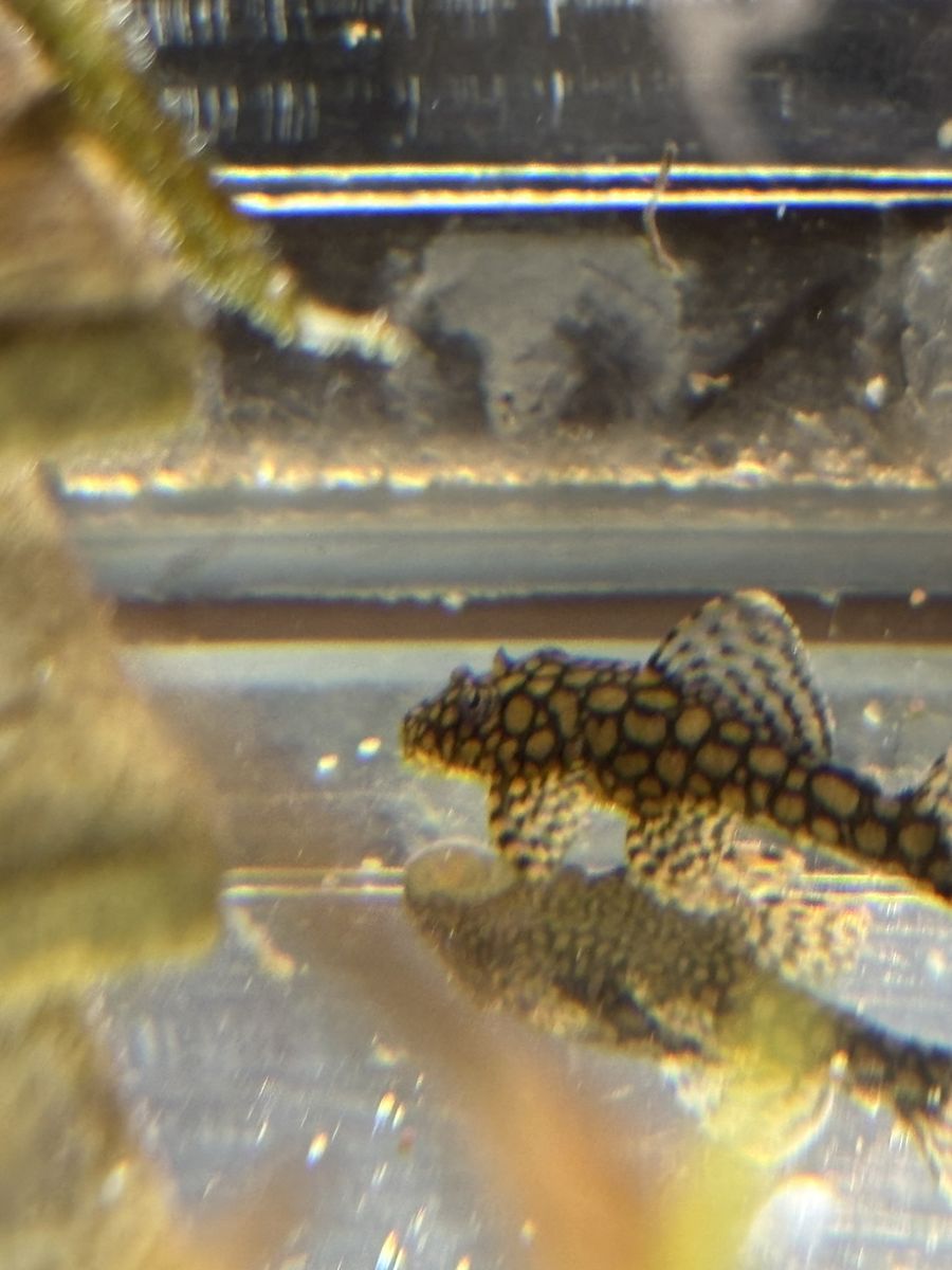 Main image 4