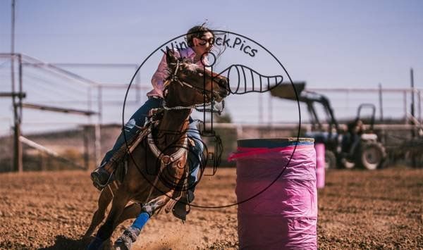 5 year old mustang mare
