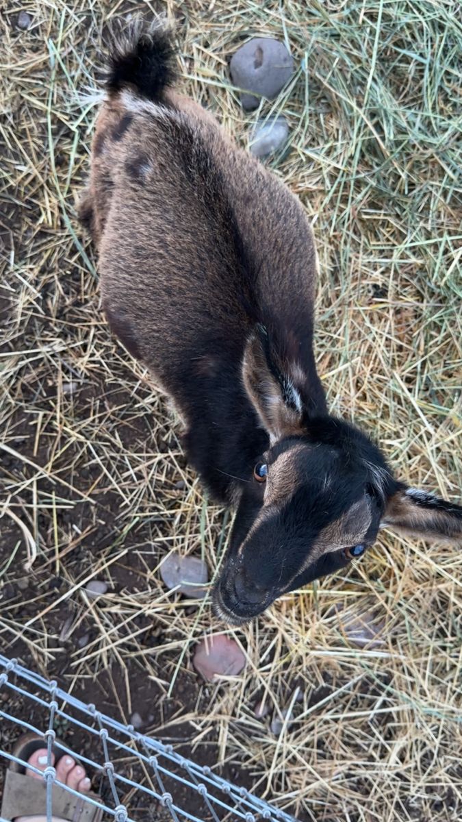 ADGA Nigerian dwarf buckling