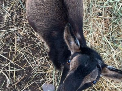 ADGA Nigerian dwarf buckling