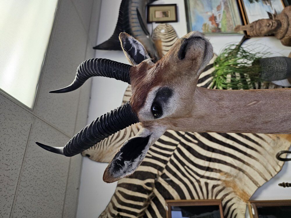 Gerenuk Taxidermy/Standing -Giraffe-Neck