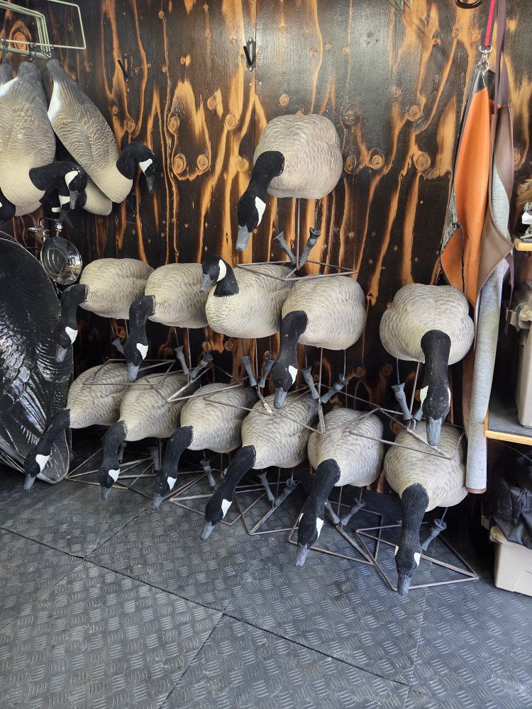 one dozen full bodies