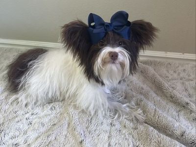 Yorkie stud/breeding