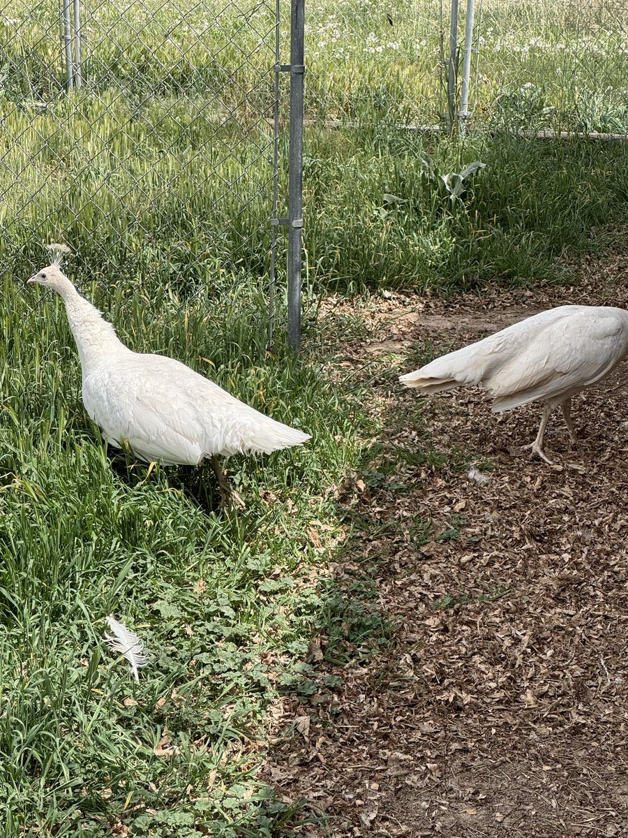Peacocks for sale