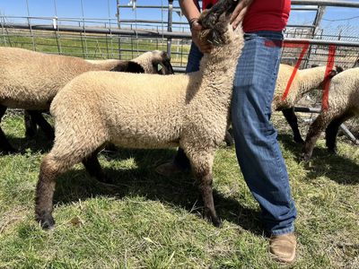 Ewe Lambs