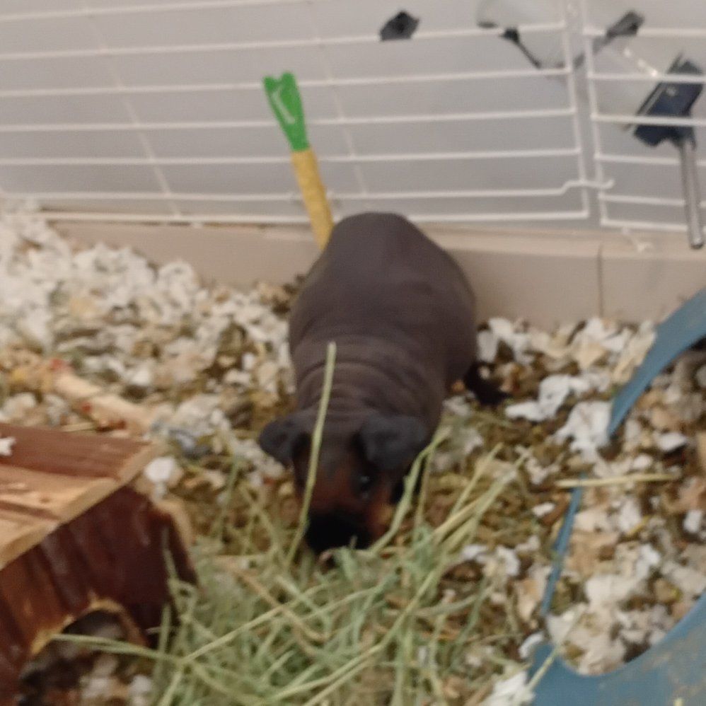 1 Skinny Pig 2 Guinea Pig
