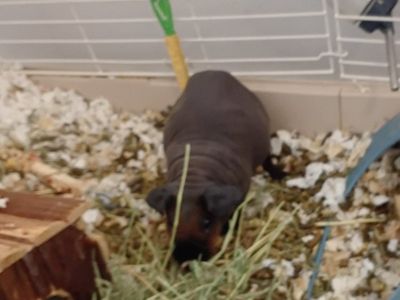 1 Skinny Pig 2 Guinea Pig