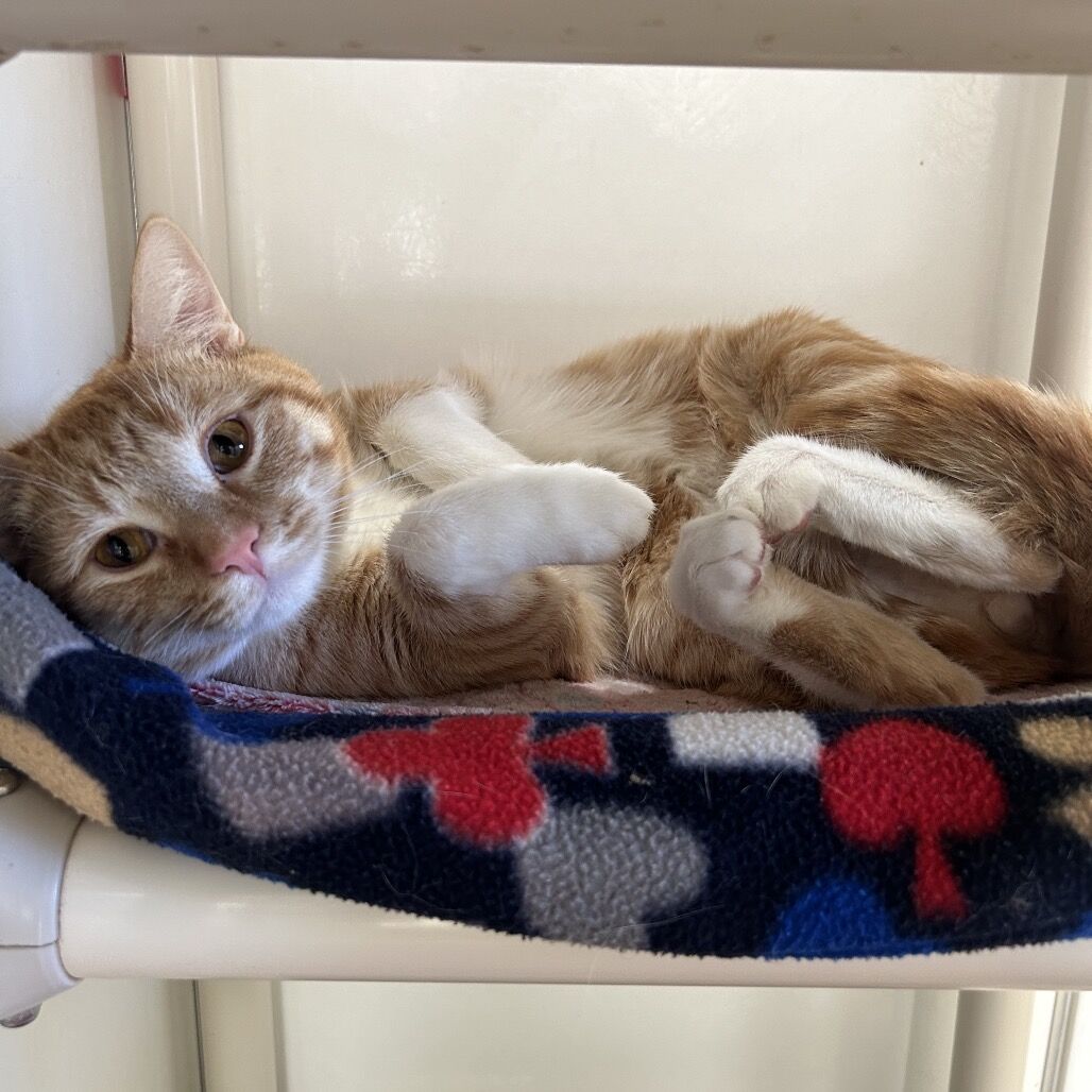 Hello my name is Chuck