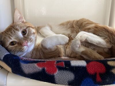 Hello my name is Chuck