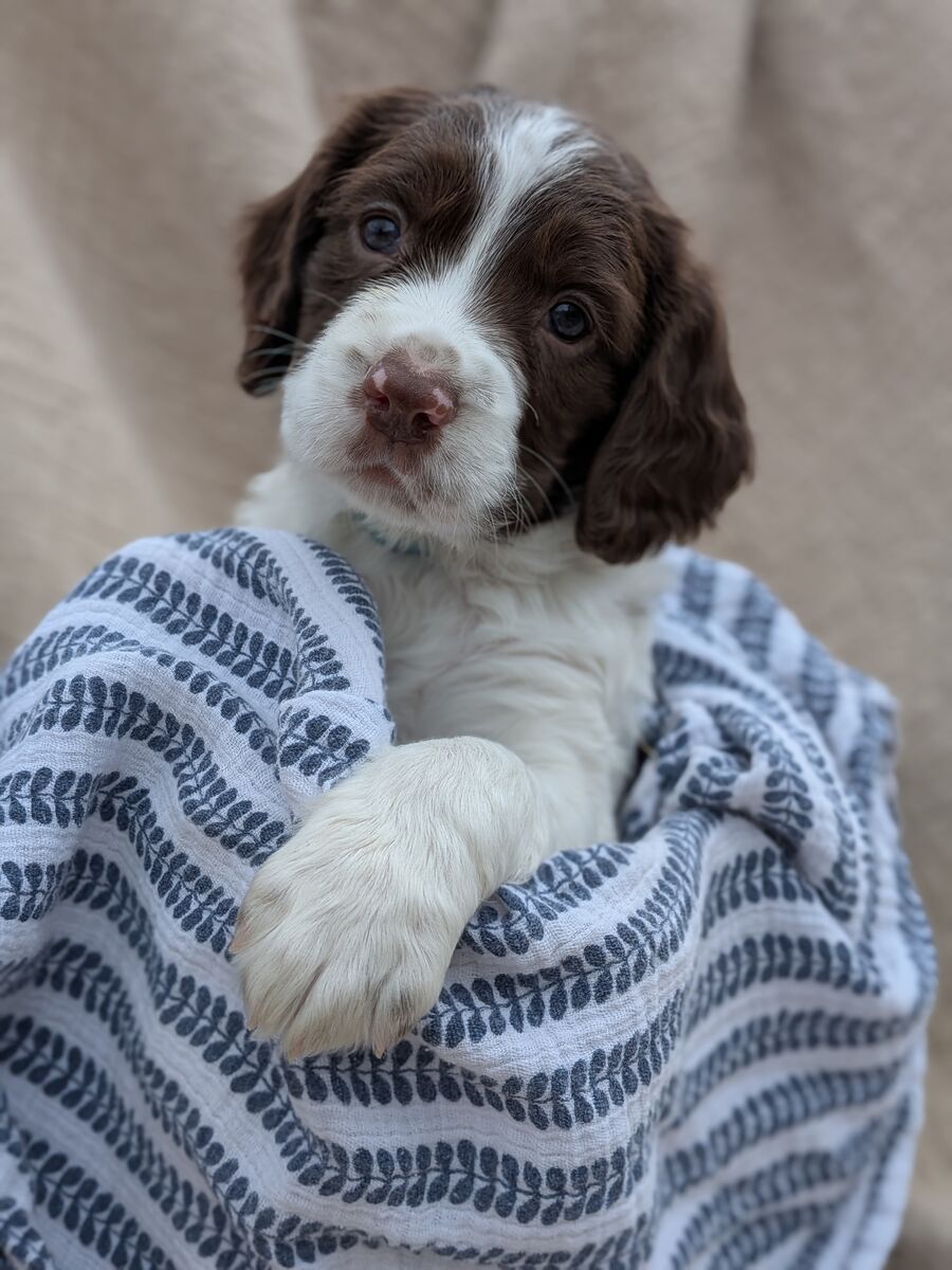 AKC Registered Springer Spaniel Puppies - Ready February 27, 2026!
