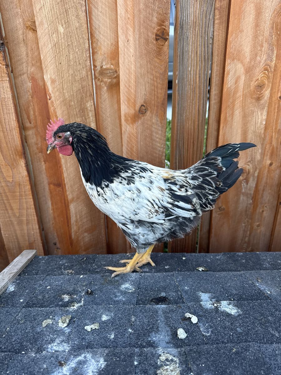 Young Easter Egger Rooster