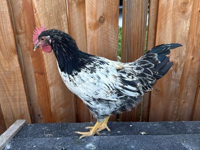 Young Easter Egger Rooster