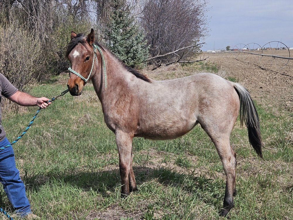 REDUCED! 2025 AQHA Bay Roan Filly (Updated Photos)