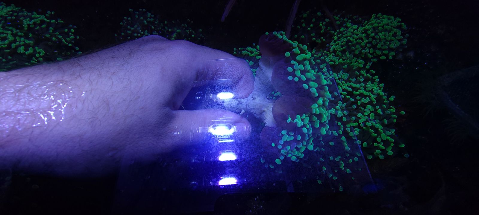 Green hammer coral colonies