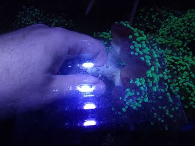 Green hammer coral colonies