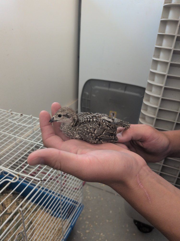 chukar chicks
