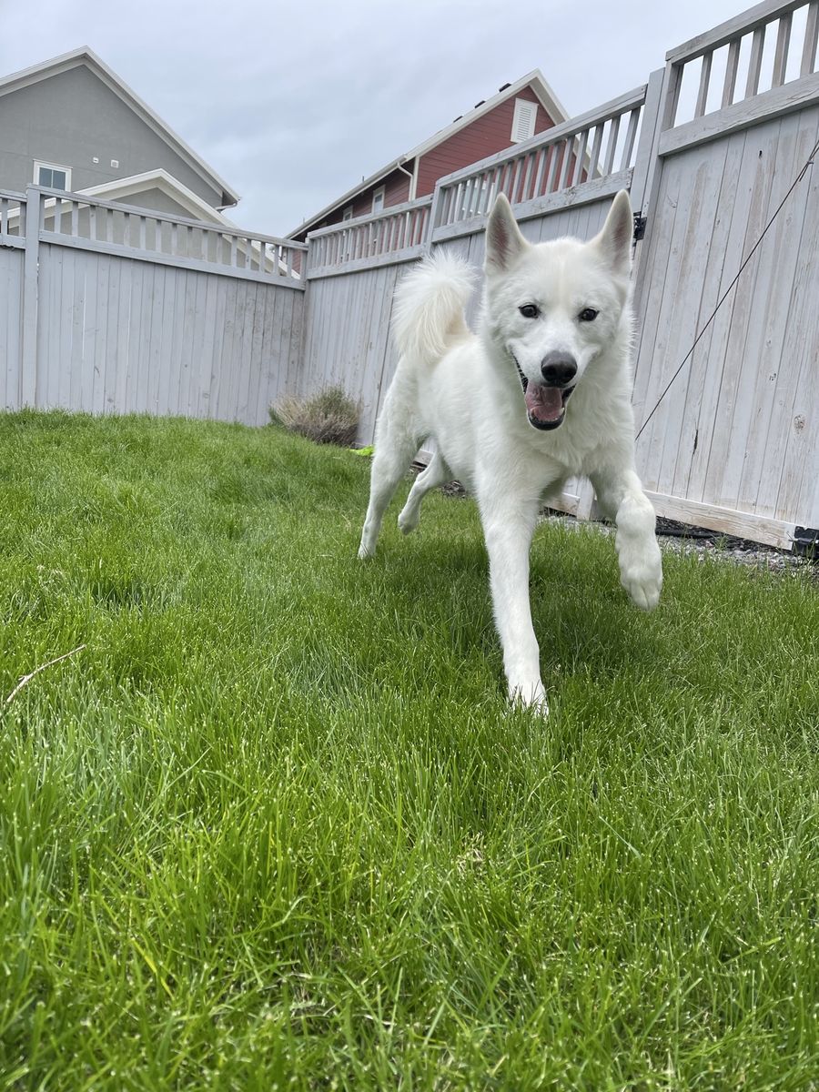 Husky