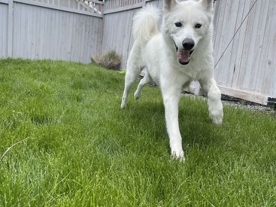 Husky