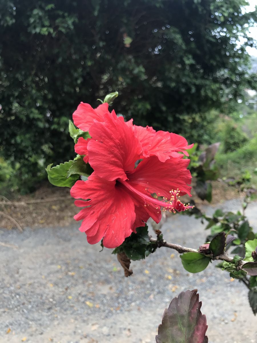 2br 1ba basement apartment for rent in Taylorsvill