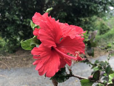 2br 1ba basement apartment for rent in Taylorsvill