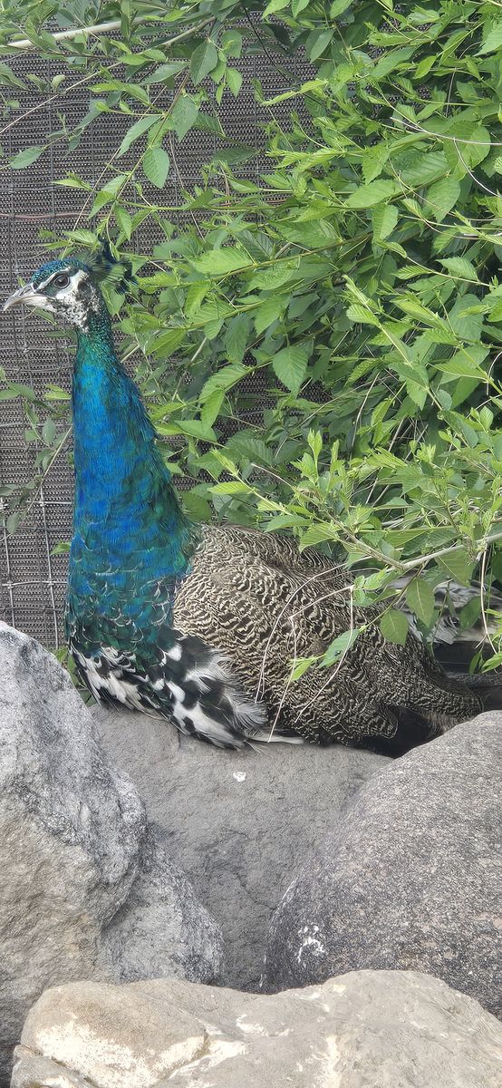 Peacocks